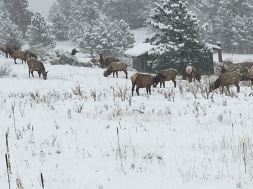 Elk Herd in Snow 2